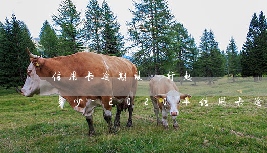 信用卡逾期被銀行起訴訴訟費(fèi)是多少-2020年信用卡逾期起訴標(biāo)準(zhǔn)