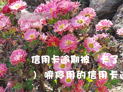 信用卡逾期被銷卡了還可以申請(qǐng)嘛(停用的信用卡逾期還完了應(yīng)該注銷嗎)