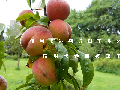 信用卡逾期被鎖了多久恢復(fù)有額度-信用卡逾期被鎖了多久恢復(fù)有額度了