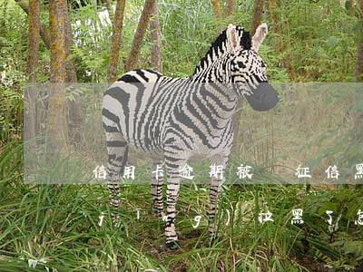 信用卡逾期被鎖征信黑(欠信用卡征信已經(jīng)拉黑了怎么辦)
