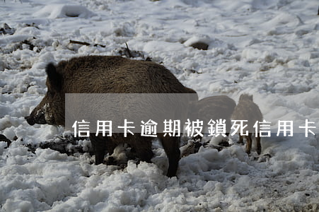 信用卡逾期被鎖死 “信用卡逾期”