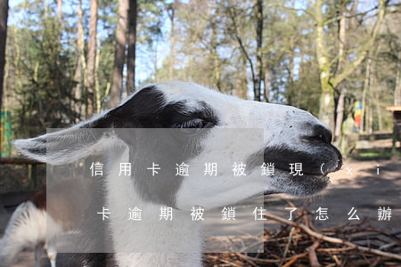 信用卡逾期被鎖現(xiàn)在還完(信用卡逾期被鎖住了怎么辦)