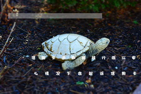 信用卡逾期被银行诉讼审理和立案(银行在什么情况下会起诉信用卡逾期人员)