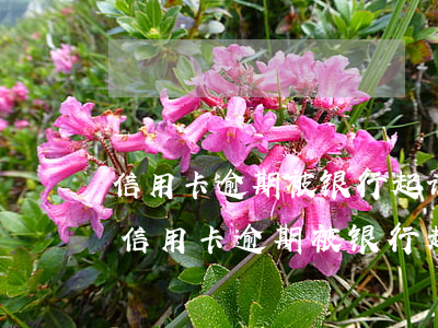 信用卡逾期被银行起诉不去开庭会怎么样-信用卡逾期被银行起诉不去开庭会怎么样