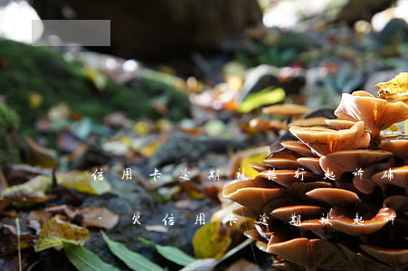 信用卡逾期被银行起诉确实还不起怎么办用-欠信用卡逾期被起诉了