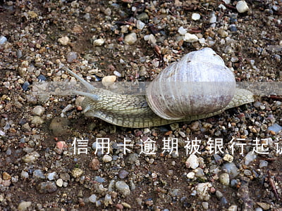 信用卡逾期被银行起诉该怎么应对