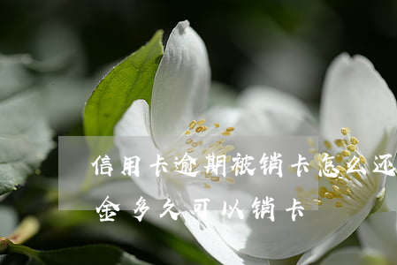 信用卡逾期被销卡怎么还钱(信用卡逾期还本金多久可以销卡)