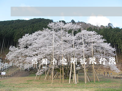 信用卡逾期被限行 限號(hào)罰款逾期