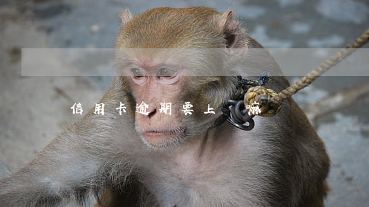 信用卡逾期要上門嘛