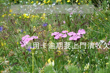 信用卡逾期要上門清收 欠信用卡上門