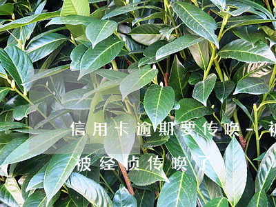 信用卡逾期要传唤-被银行起诉信用卡逾期被经侦传唤了