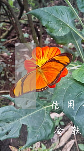 信用卡逾期要全額還款(信用卡逾期是不是要全款還完才能使用)