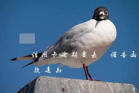 信用卡逾期要去簽催告函(信用卡逾期收到催款通知書)