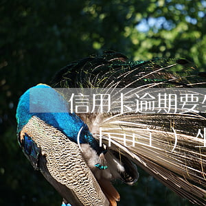 信用卡逾期要坐多久的牢(信用卡逾期幾年會(huì)坐牢嗎)