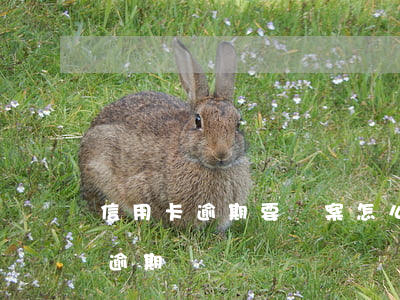 信用卡逾期要報案怎么辦(銀行會報案信用卡逾期)