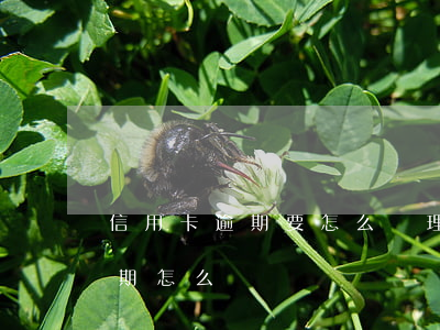 信用卡逾期要怎么處理才好(所有的信用卡逾期怎么辦)