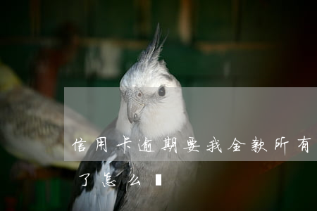 信用卡逾期要我全款(所有的貸款信用卡逾期了怎么辦)