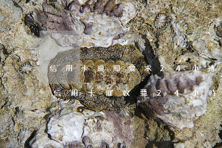 信用卡逾期要求24小時(shí)還清(被信用卡催收要24小時(shí)內(nèi)還清)