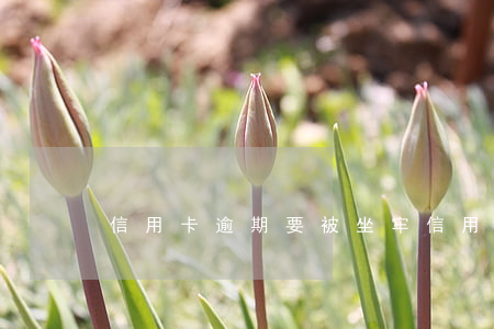信用卡逾期要被坐牢(信用卡逾期被坐牢案例)