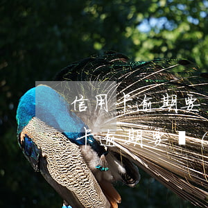 信用卡逾期要見(jiàn)面怎么辦(信用卡逾期要見(jiàn)面怎么辦)