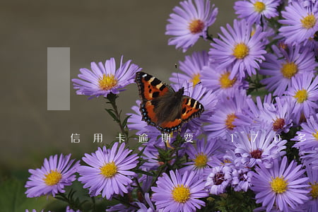 信用卡逾期要還170多萬