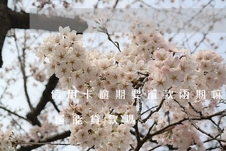 信用卡逾期要還款兩期嘛(信用卡有兩次逾期還能貸款嗎)