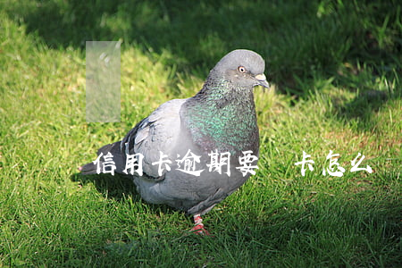 信用卡逾期要銷卡怎么辦(信用卡到期銷卡)