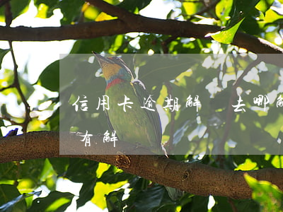 信用卡逾期解凍去哪解-怎么看信用卡有沒有解凍