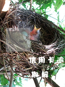 信用卡逾期解決方案是什么意思-信用卡逾期解決方案是什么意思啊