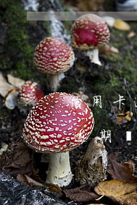 信用卡逾期計(jì)劃方案(最新的信用卡逾期處理)