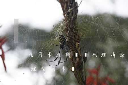 信用卡逾期記錄代理消除(有逾期記錄可以辦理信用卡嗎)