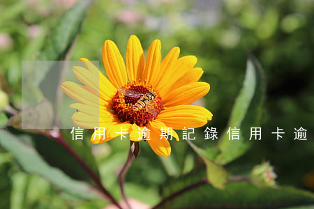 信用卡 逾期記錄（信用卡逾期記錄的補救方法）