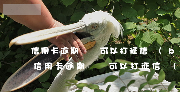 信用卡逾期記錄可以打征信報(bào)告(信用卡逾期記錄可以打征信報(bào)告嗎)