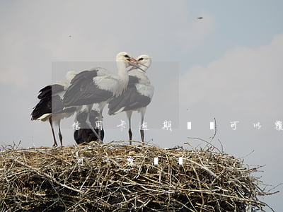 信用卡逾期記錄可以覆蓋嗎(信用卡逾期記錄可以覆蓋嗎)