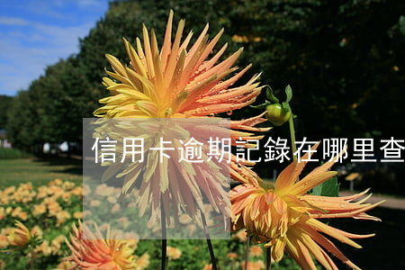 信用卡逾期記錄在哪里查