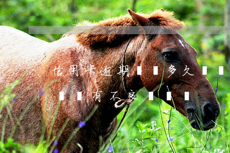 信用卡逾期記錄多久時間(信用卡逾期幾個小時會有不良記錄嗎)