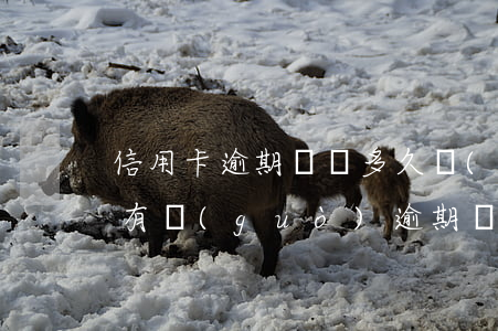信用卡逾期記錄多久會(huì)消除(信用有過(guò)逾期記錄過(guò)多久能再辦卡)