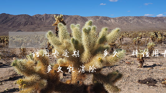 信用卡逾期記錄多久會掉(信用卡嚴重逾期記錄多久能消除)