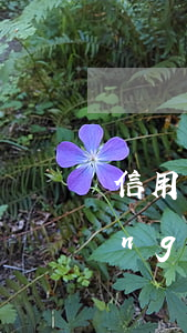 信用卡逾期記錄多久用消(信用卡曾經(jīng)逾期要多久才能消除記錄)