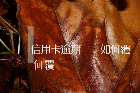 信用卡逾期記錄如何覆蓋(信用卡逾期記錄如何覆蓋)