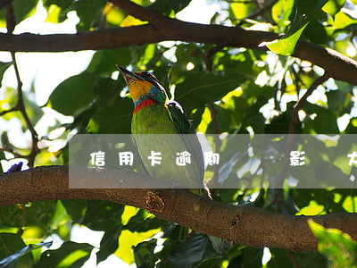 信用卡逾期記錄影響大嗎