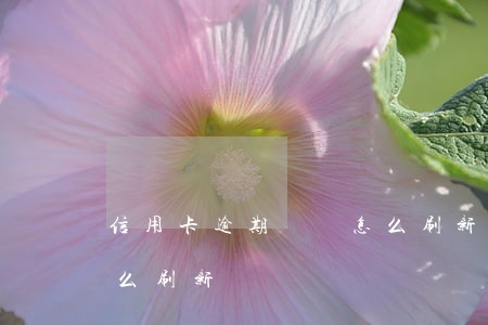信用卡逾期記錄怎么刷新(信用卡逾期記錄怎么刷新)