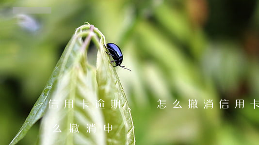 信用卡逾期記錄怎么撤消(信用卡逾期記錄怎么撤消申請)