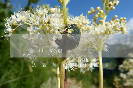 信用卡逾期記錄怎么補(bǔ)救(有什么辦法消除信用卡逾期記錄)