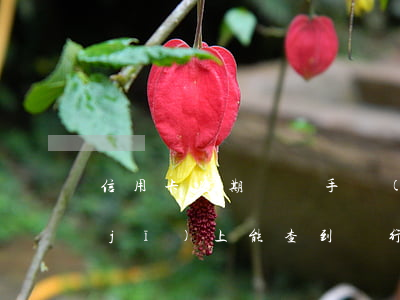信用卡逾期記錄手機(jī)能查嗎(手機(jī)上能查到銀行逾期記錄嗎)
