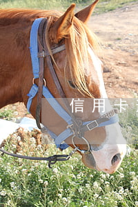 信用卡逾期記錄能改嗎