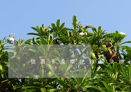 信用卡逾期記錄解決辦法(信用卡逾期處理方法)