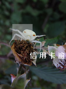 信用卡逾期記錄詳細查詢 怎么查信用卡逾期