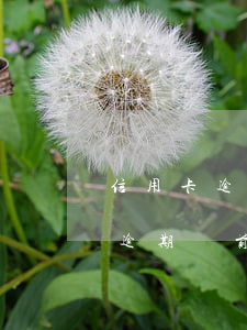 信用卡逾期訴前調(diào)解員(信用卡逾期訴前調(diào)解員會(huì)給你打電話的嗎)