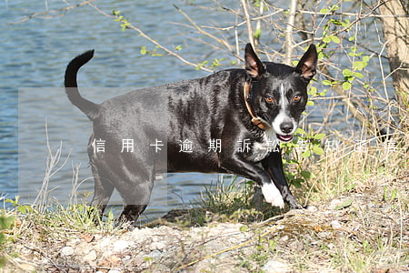 信用卡逾期訴訟告知函(信用卡 逾期 通知)